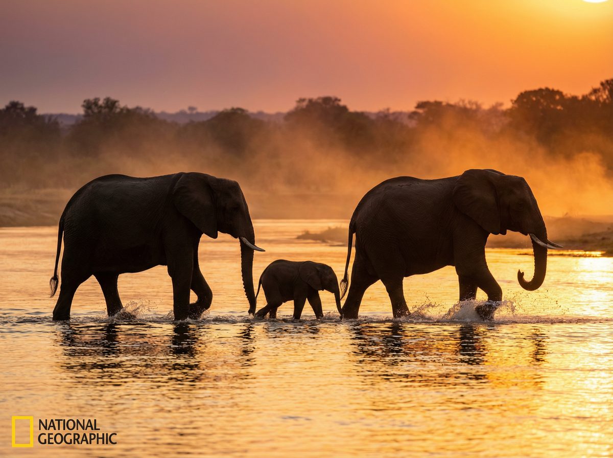 福利姬大象视频